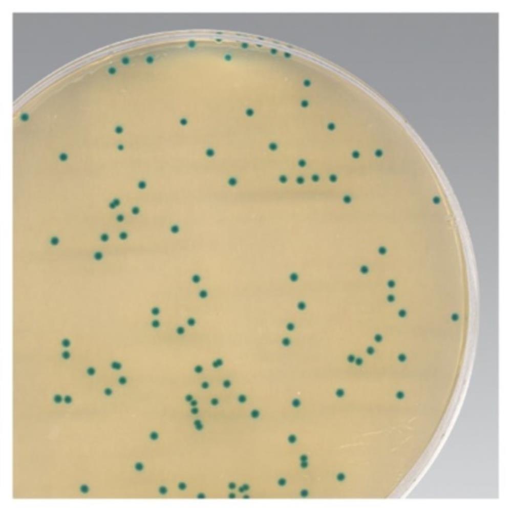 Oxoid Chromogenic Cronobacter | CM1122B | OXOID | SLS