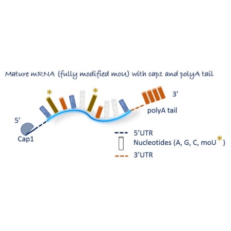 MRNA44-100 Display Image