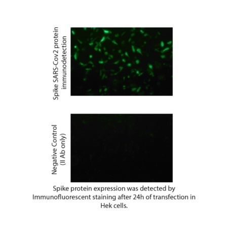 MRNA44-100 Display Image