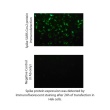 MRNA45-20 Thumbnail Image